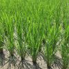 無農薬米成長中